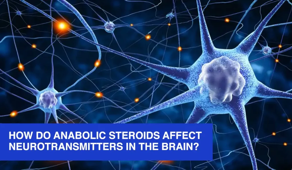 How Do Anabolic Steroids Affect Neurotransmitters in the Brain?