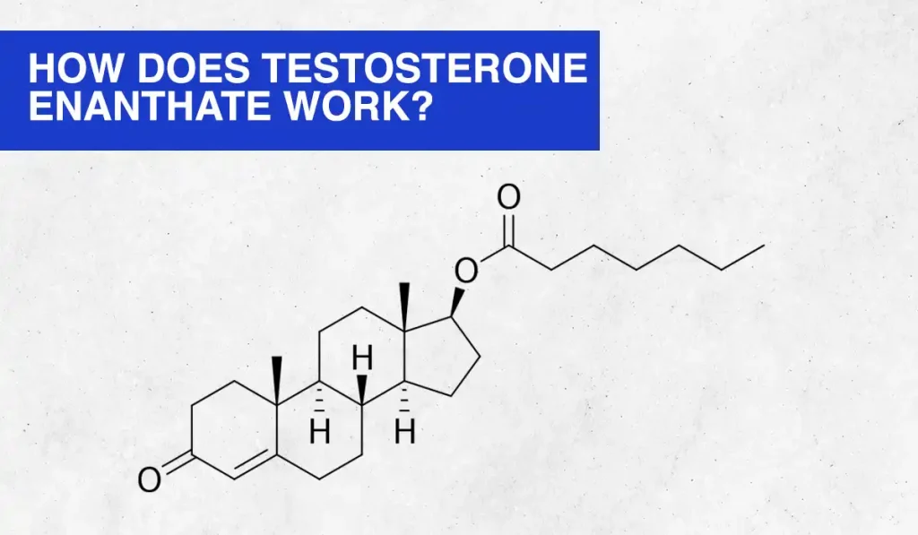 How Does Testosterone Enanthate Work?