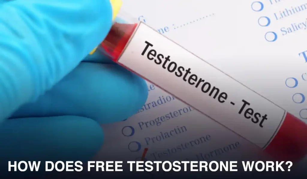 How does free testosterone work?