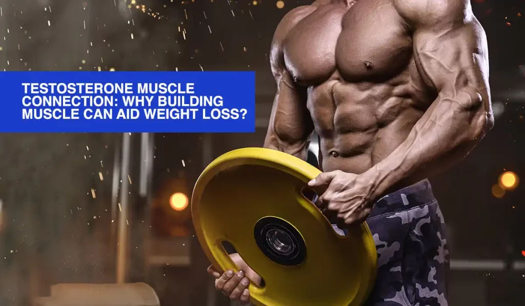 Testosterone Muscle Connection: Why Building Muscle Can Aid Weight Loss?